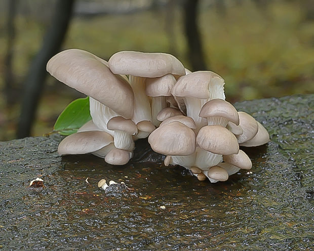 hliva buková Pleurotus pulmonarius (Fr.) Quél.