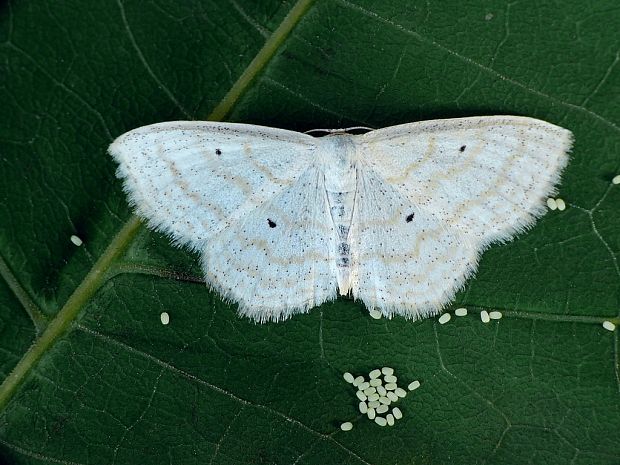 piadica bylinná (sk) / vlnopásník pětipásný (cz) Scopula immutata Linnaeus, 1758