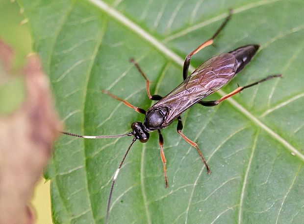 lumok Stenichneumon culpator