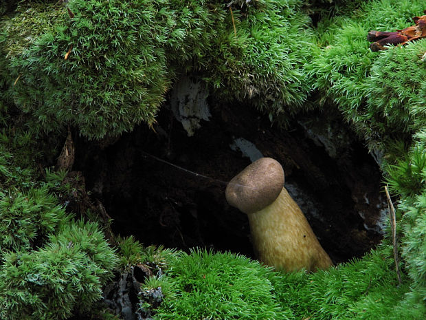 podhríb žlčový Tylopilus felleus (Bull.) P. Karst.