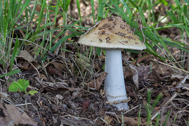 muchotrávka chrastavá Amanita ceciliae (Berk. & Broome) Bas