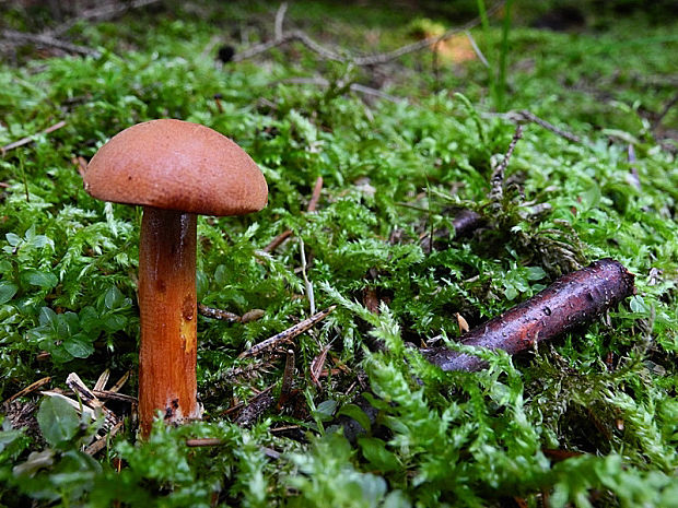 meďovec korenistý Chalciporus piperatus (Bull.) Bataille