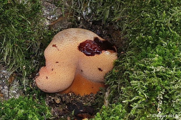 pečeňovec dubový Fistulina hepatica (Schaeff.) With.