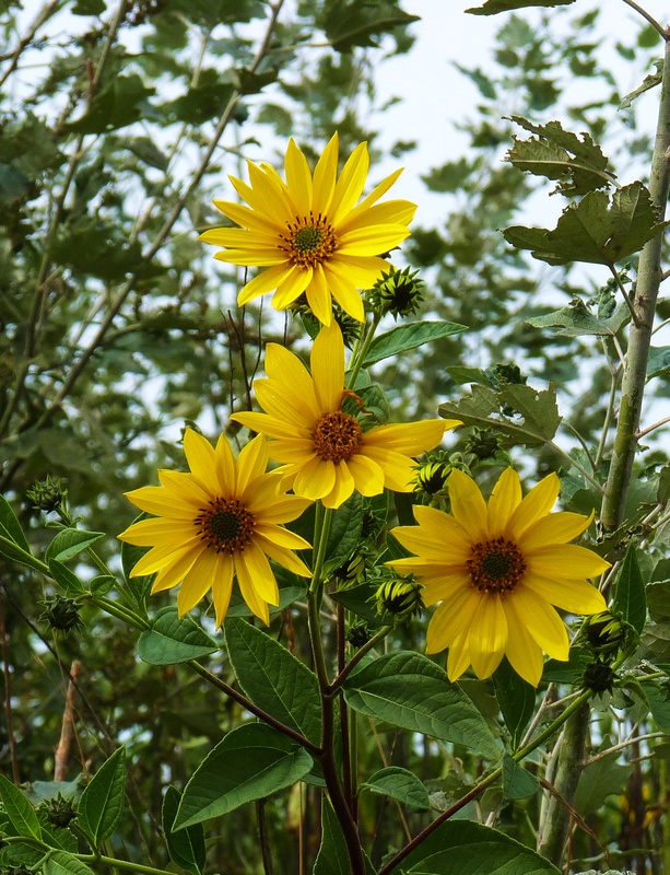 slnečnica hľuznatá Helianthus tuberosus L.