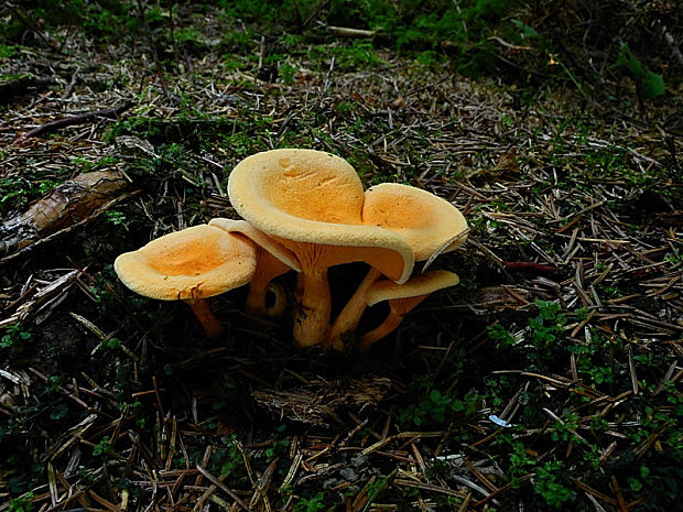 líška oranžová Hygrophoropsis aurantiaca (Wulfen) Maire