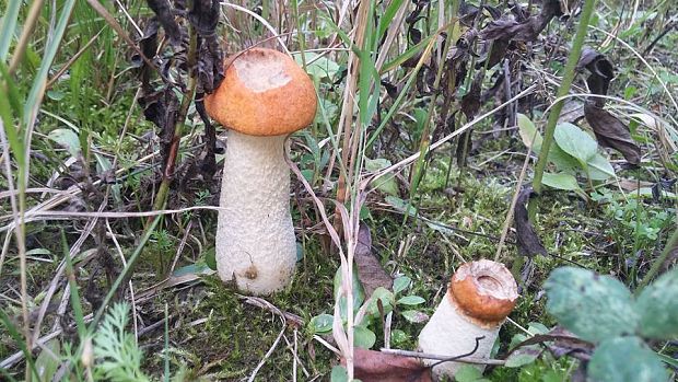 kozák osikový Leccinum albostipitatum den Bakker & Noordel.