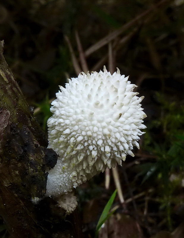 prášnica Lycoperdon sp.