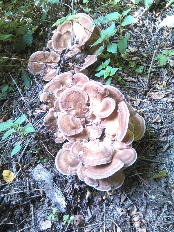 vejárovec obrovský Meripilus giganteus (Pers.) P. Karst.