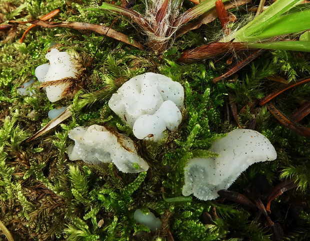 pajelenka želatínová Pseudohydnum gelatinosum (Scop.) P. Karst.