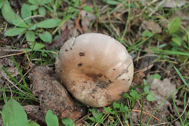 plávka Russula sp.