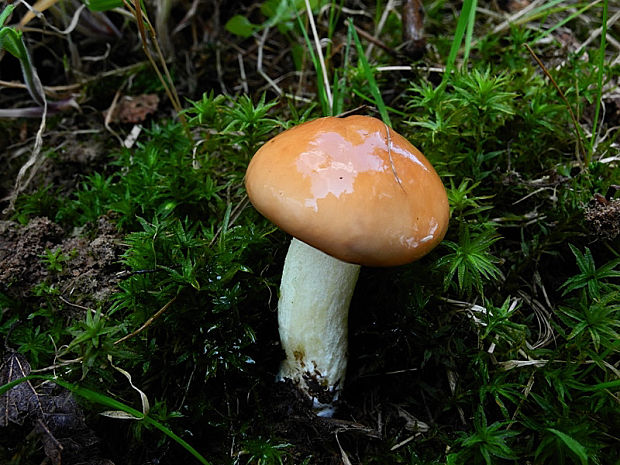 masliak zrnitý Suillus granulatus (L.) Roussel