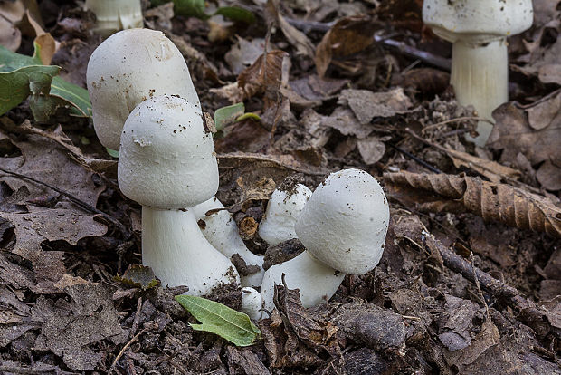 pečiarka páchnuca Agaricus xanthodermus Genev.