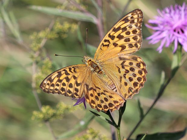 perlovec striebristopásavý Argynnis paphia