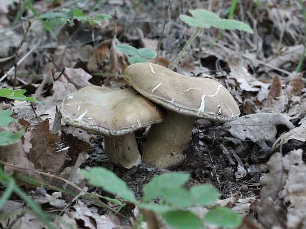 hríb bronzový Boletus aereus Bull. ex Fr.