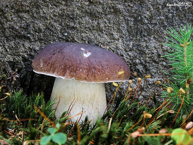 hríb smrekový Boletus edulis Bull.