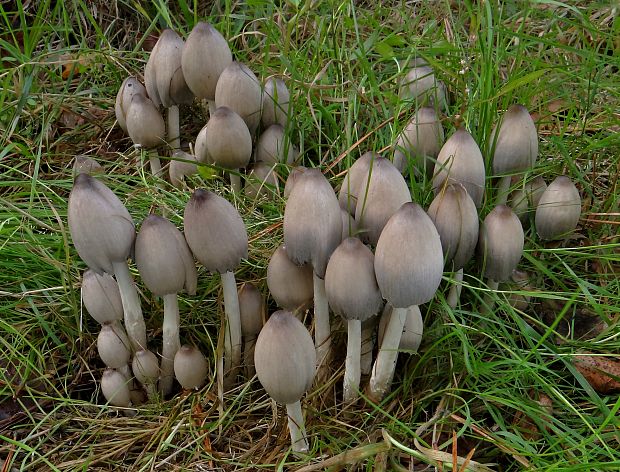 hnojník statný Coprinopsis acuminata (Romagn.) Redhead, Vilgalys & Moncalvo