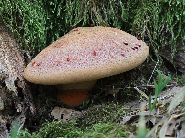 pečeňovec dubový Fistulina hepatica (Schaeff.) With.