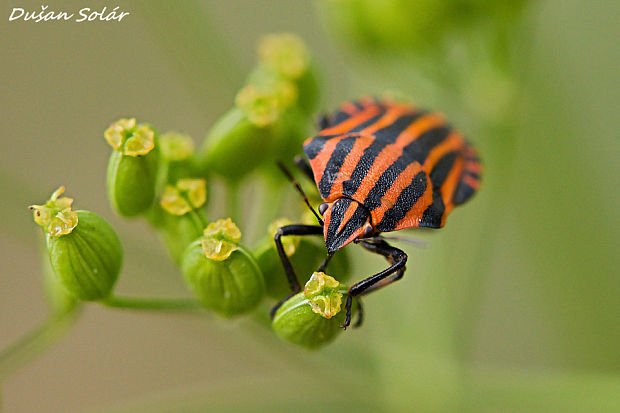 bzdocha pásavá Graphosoma italicum