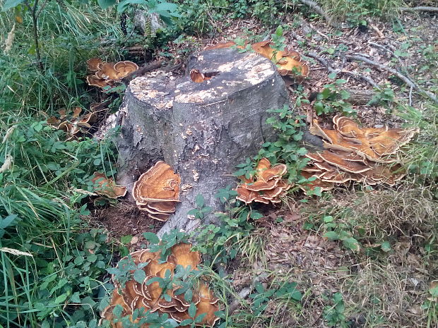 vejárovec obrovský Meripilus giganteus (Pers.) P. Karst.