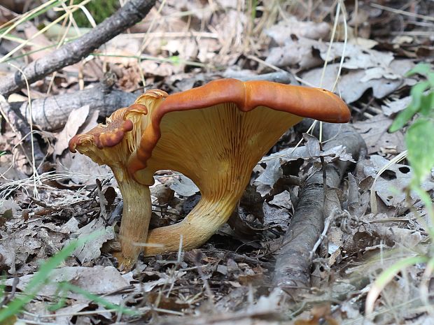 kališník hnedooranžový Omphalotus olearius (DC.) Singer