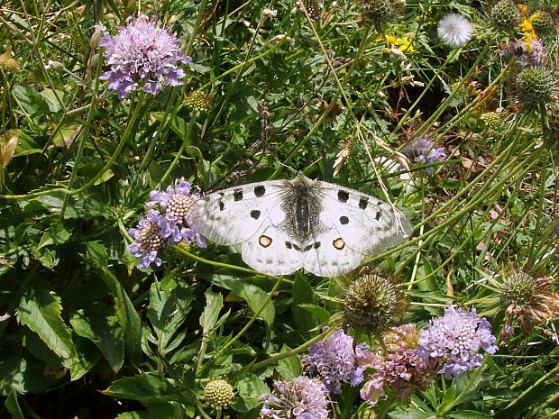 jasoň červenooký Parnassius apollo