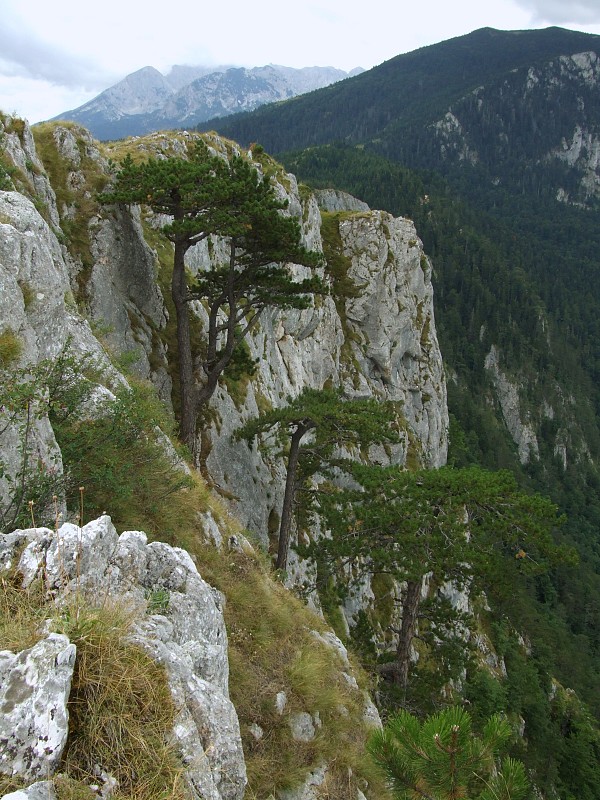 borovica Pinus heldreichii H. Christ