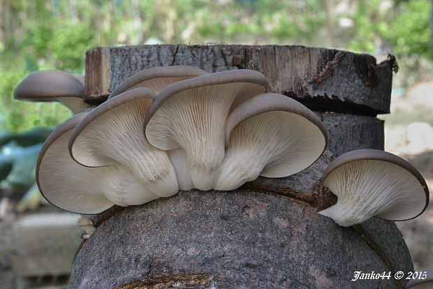 hliva ustricovitá Pleurotus ostreatus (Jacq.) P. Kumm.