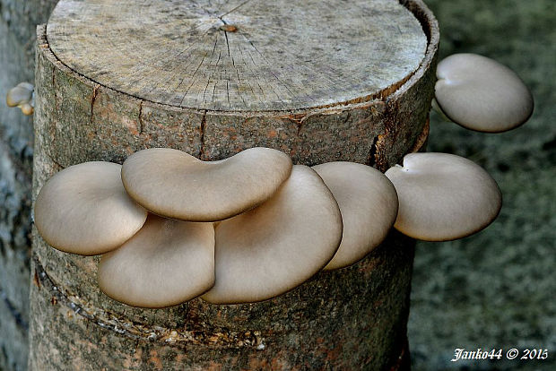 hliva ustricovitá Pleurotus ostreatus (Jacq.) P. Kumm.