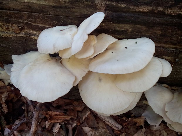 hliva buková Pleurotus pulmonarius (Fr.) Quél.