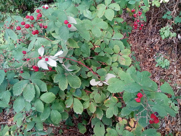 ostružina Rubus sp.