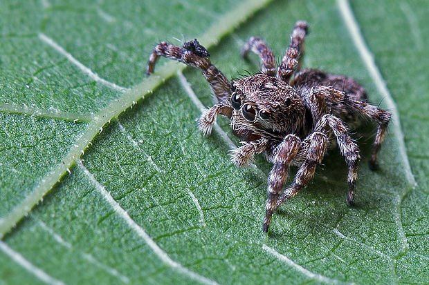 skákavka   Sitticus cf.pubescens