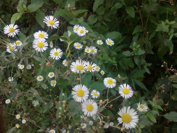 hviezdnik ročný Stenactis annua (L.) Nees