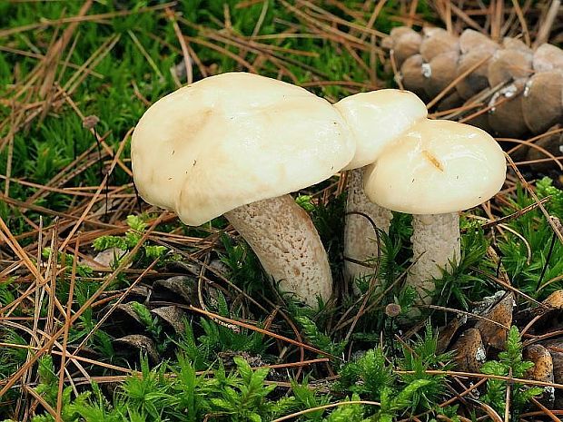 masliak biely Suillus placidus (Bonord.) Singer