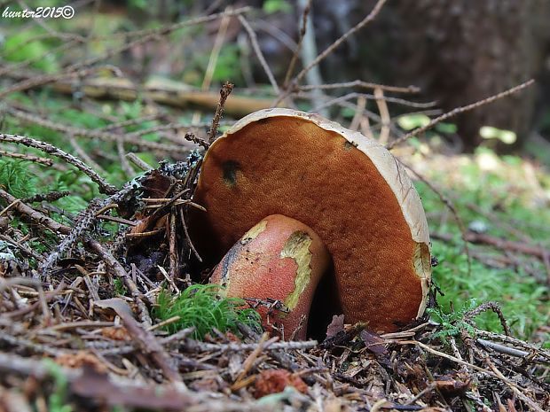 hríb zrnitohlúbikový Sutorius luridiformis (Rostk.) G. Wu & Zhu L. Yang