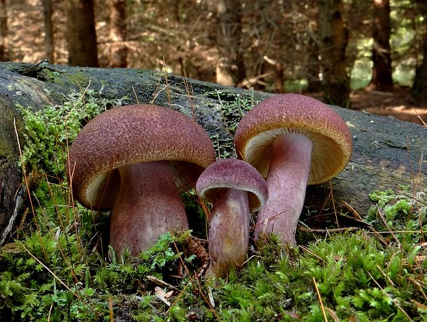 čírovec červenožltý Tricholomopsis rutilans (Schaeff.) Singer