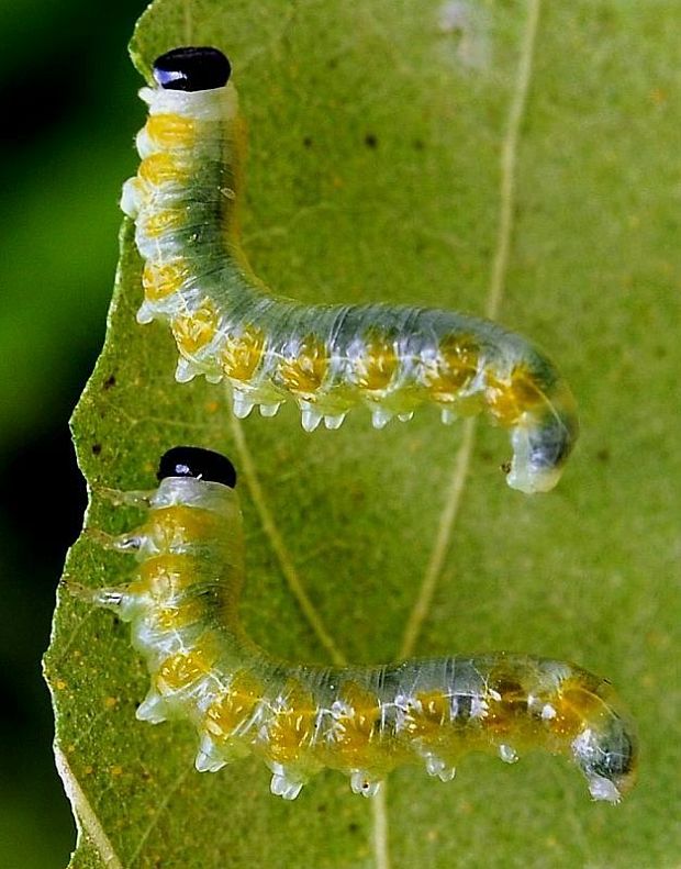 piliarka   Pristiphora testacea