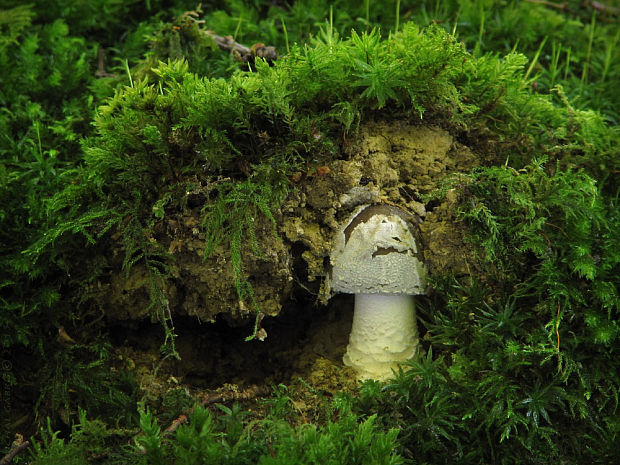 muchotrávka hrubá Amanita excelsa (Fr.) Bertill.