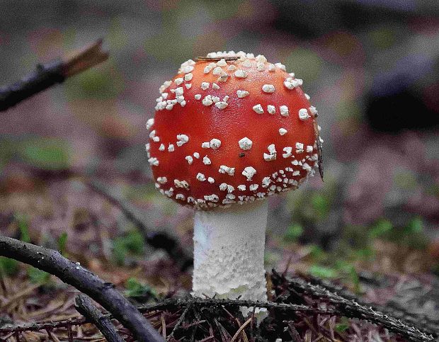 muchotrávka červená Amanita muscaria (L.) Lam.