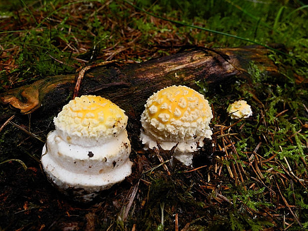 muchotrávka červená Amanita muscaria (L.) Lam.