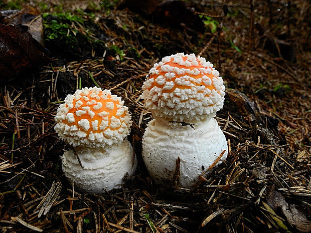 muchotrávka červená Amanita muscaria (L.) Lam.