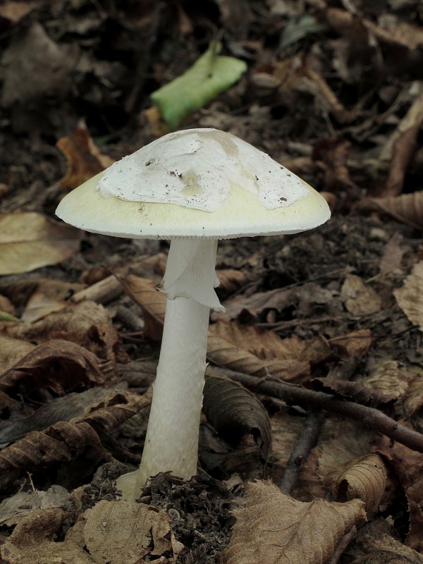 muchotrávka zelená Moravcova Amanita phalloides var. moravecii Pilát