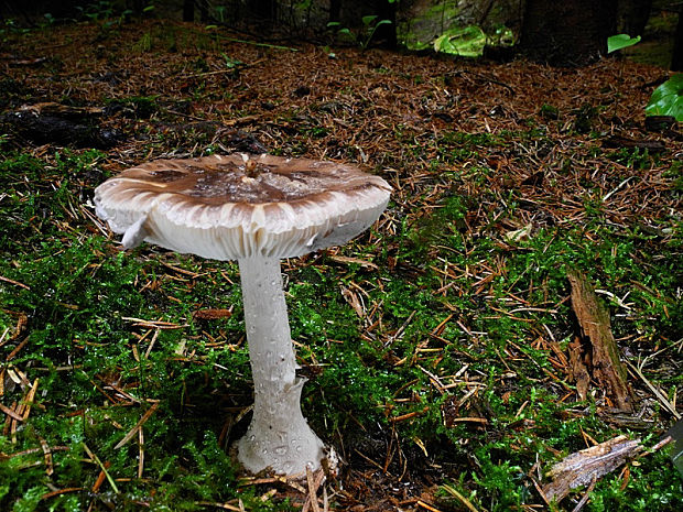 muchotrávka porfýrovosivá Amanita porphyria Alb. & Schwein.