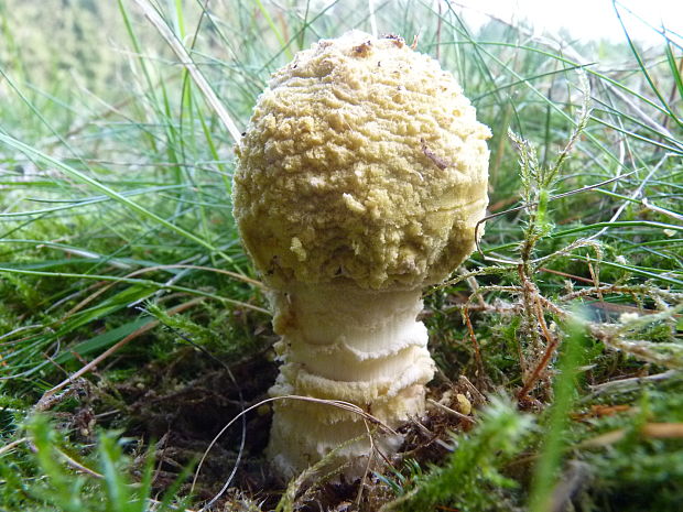 muchotrávka kráľovská Amanita regalis (Fr.) Michael