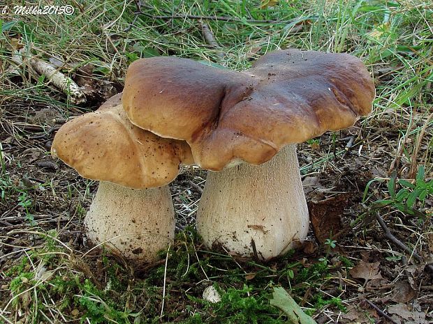 hríb smrekový Boletus edulis Bull.