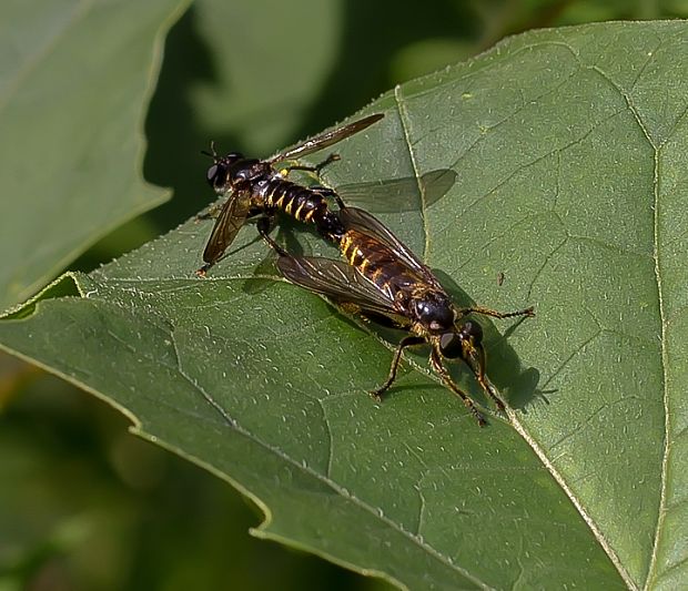 muchárka Choerades marginata (Asilidae)