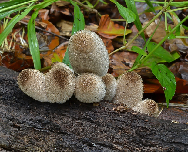 hnojník Coprinus sp.