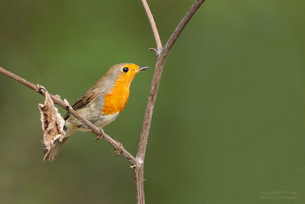 červienka obyčajná Erithacus rubecula