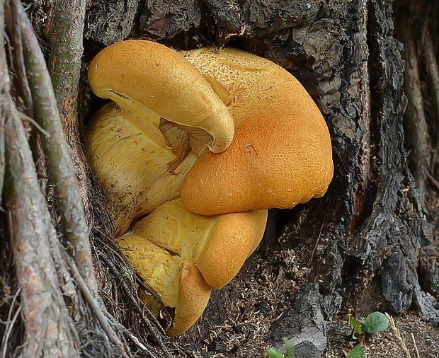 šupinovec nádherný Gymnopilus junonius (Fr.) P.D. Orton