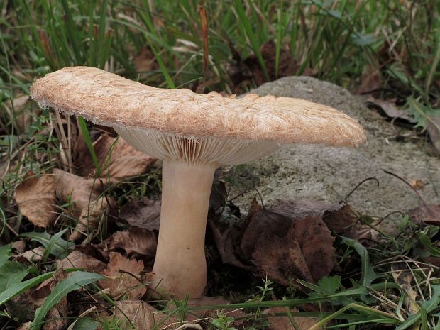 rýdzik kravský Lactarius torminosus (Schaeff.) Gray