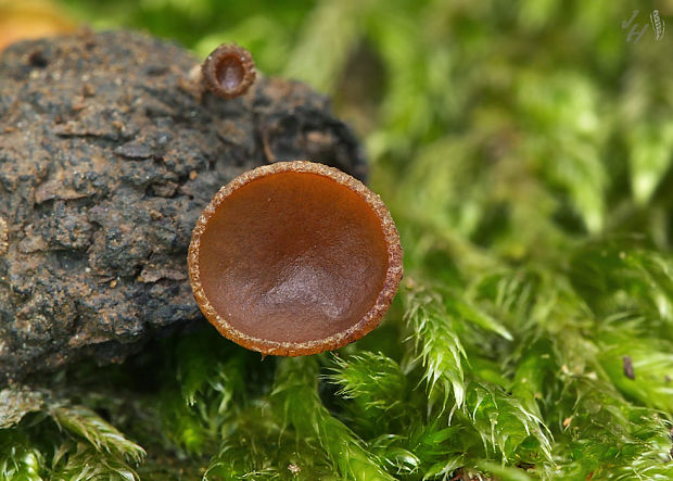 terčovka čiašková Lanzia echinophila (Bull.) Korf